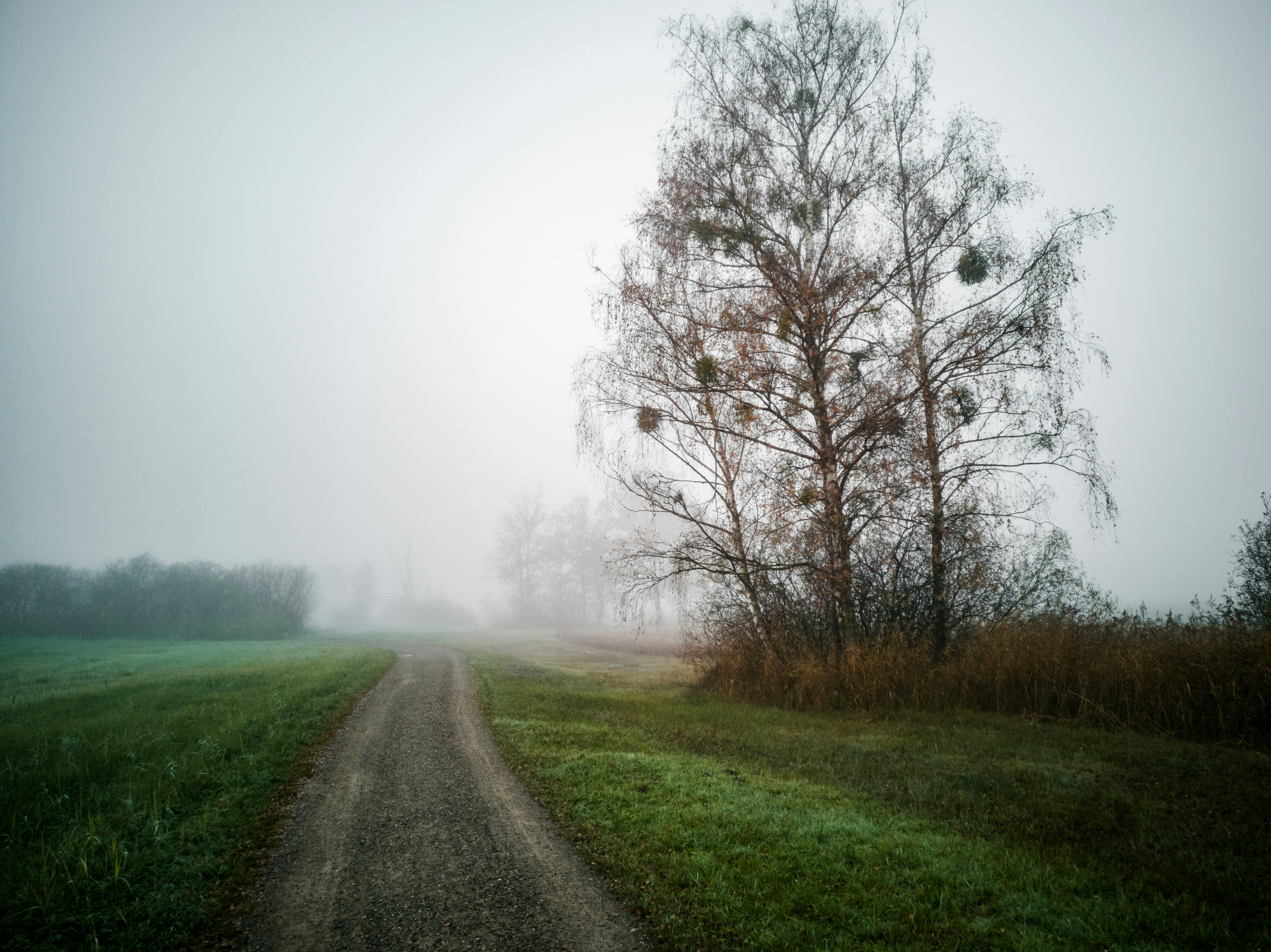 gray road between green grass field and bare trees